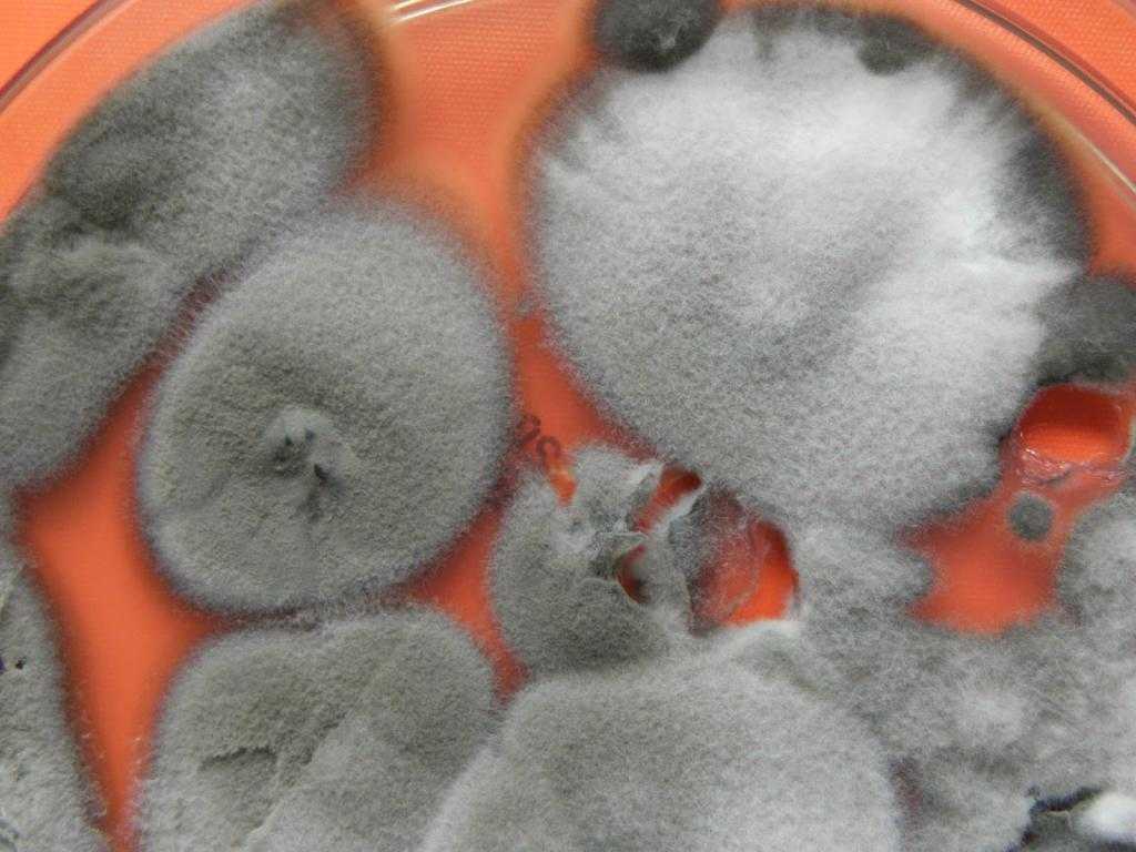 грибок cladosporium herbarum