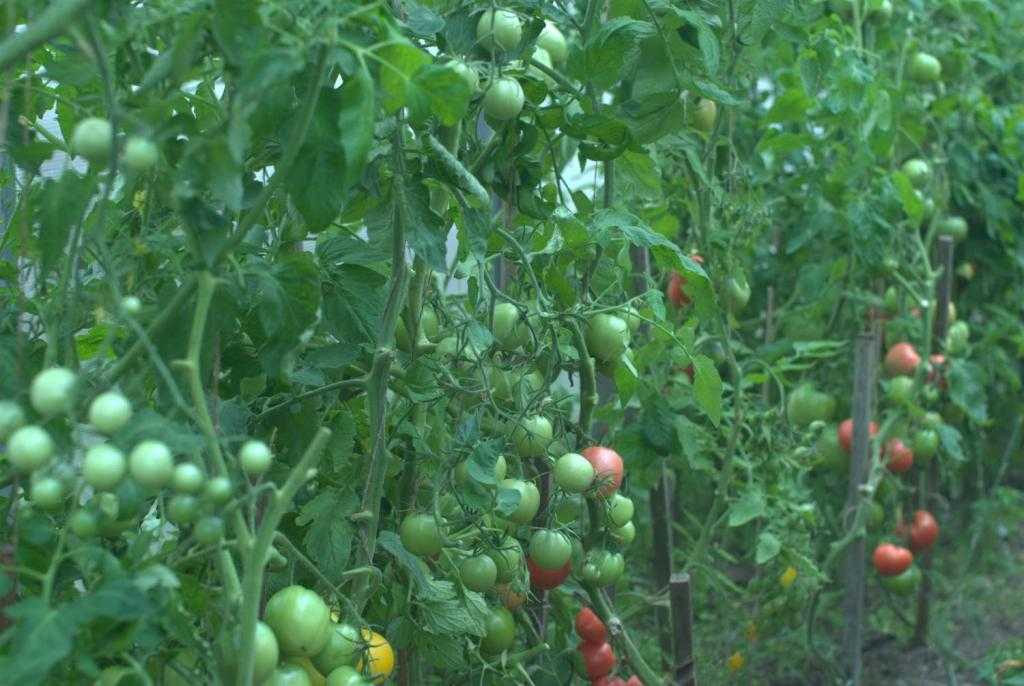 уход за помидорами в теплице