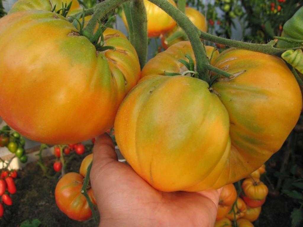 крупноплодные помидоры в теплице