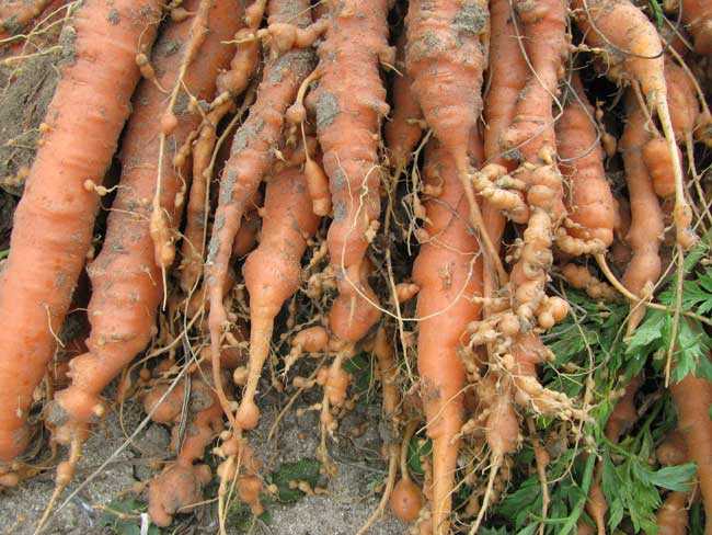 Морковь, пораженная нематодой