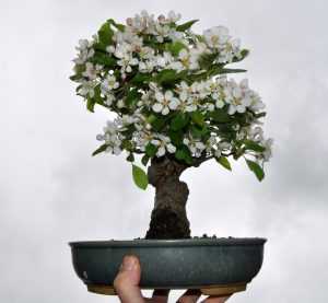 Выращивание яблони бонсай: все тонкости и хитрости