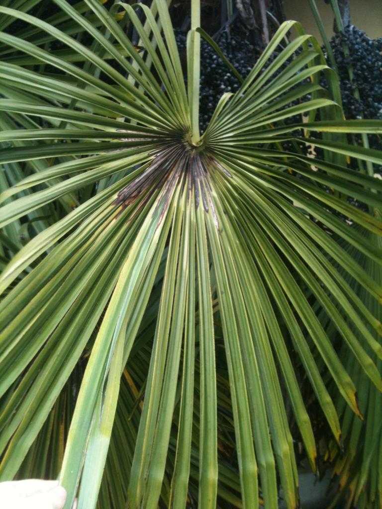 Пораженная болезнью пальма