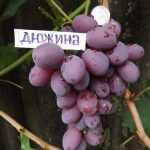 Виноград Дюжина: описание сорта с фото