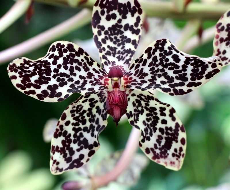 Цветок тигровая орхидея