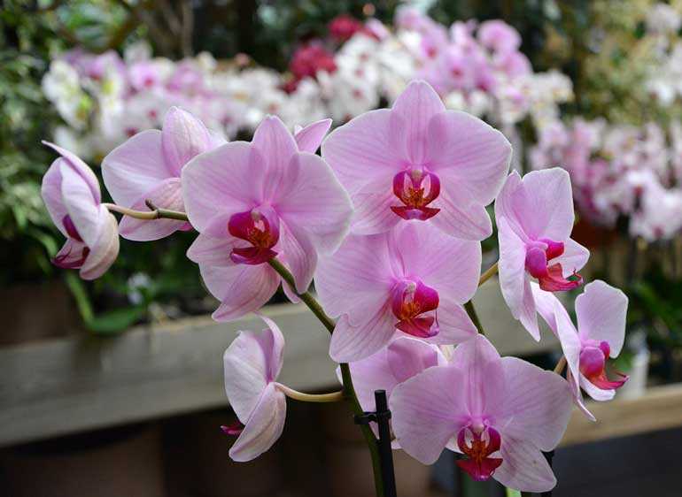 Сорта орхидеи