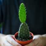 Как рассаживать кактусы? Способы размножения кактусов в домашних условиях