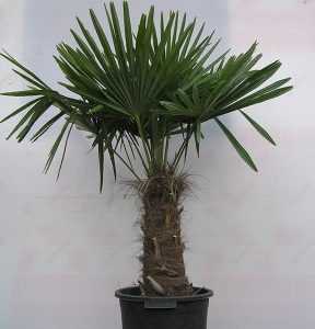 Пальма трахикарпус: описание, уход, выращивание и особенности