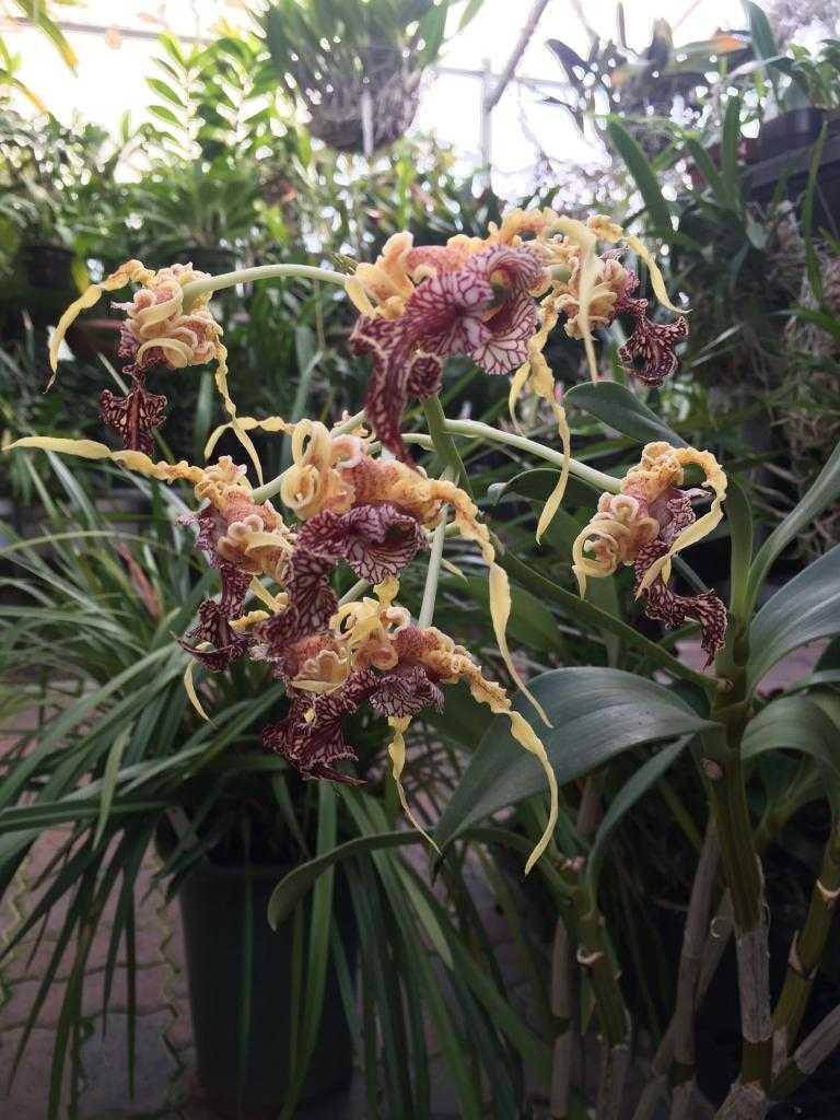 Орхидеи в оранжерее