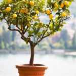 Какой нужен грунт для лимона в домашних условиях: подготовка субстрата