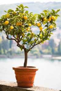 Какой нужен грунт для лимона в домашних условиях: подготовка субстрата