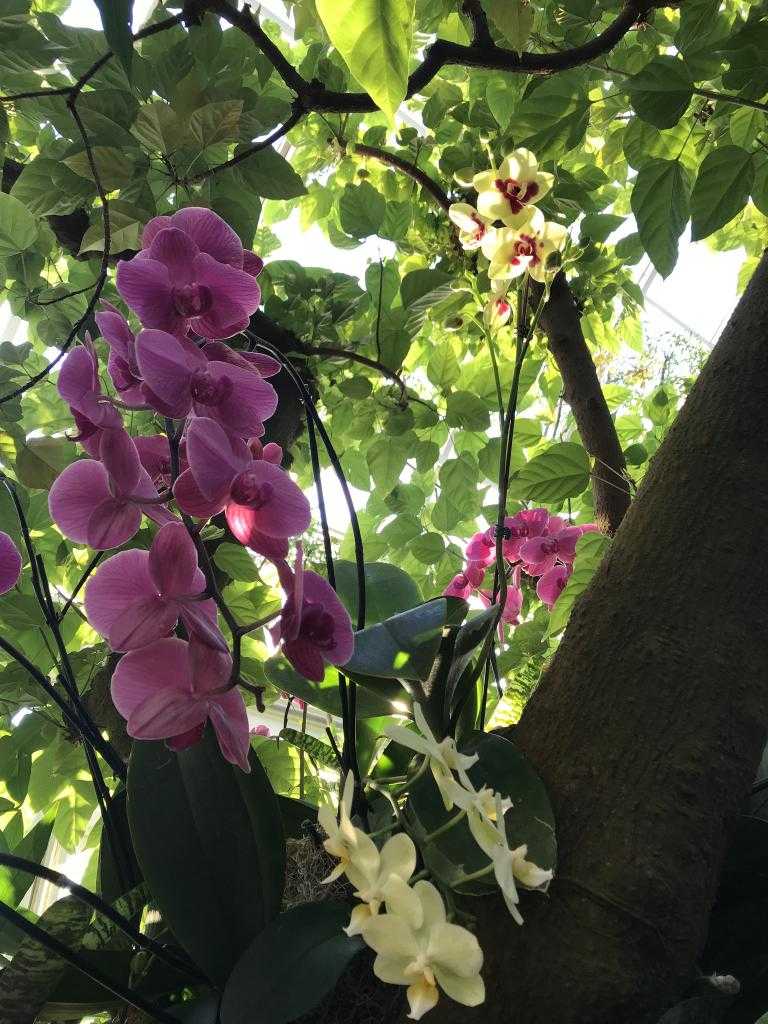 орхидеи в естественной среде