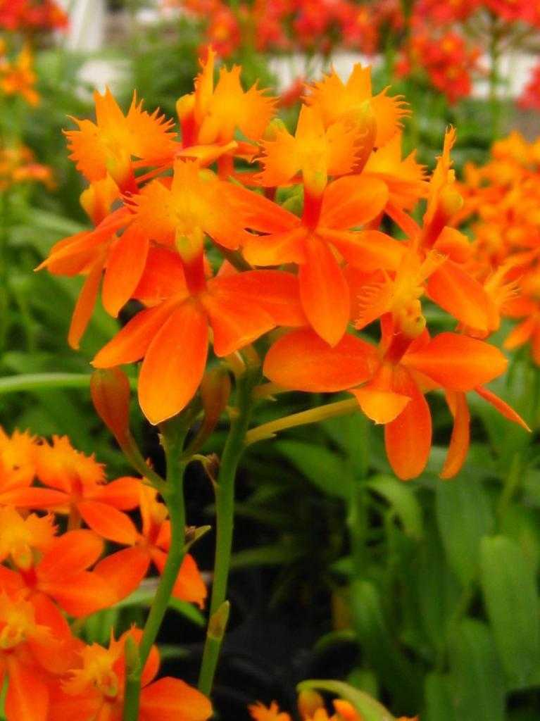 орхидея оранжевого цвета