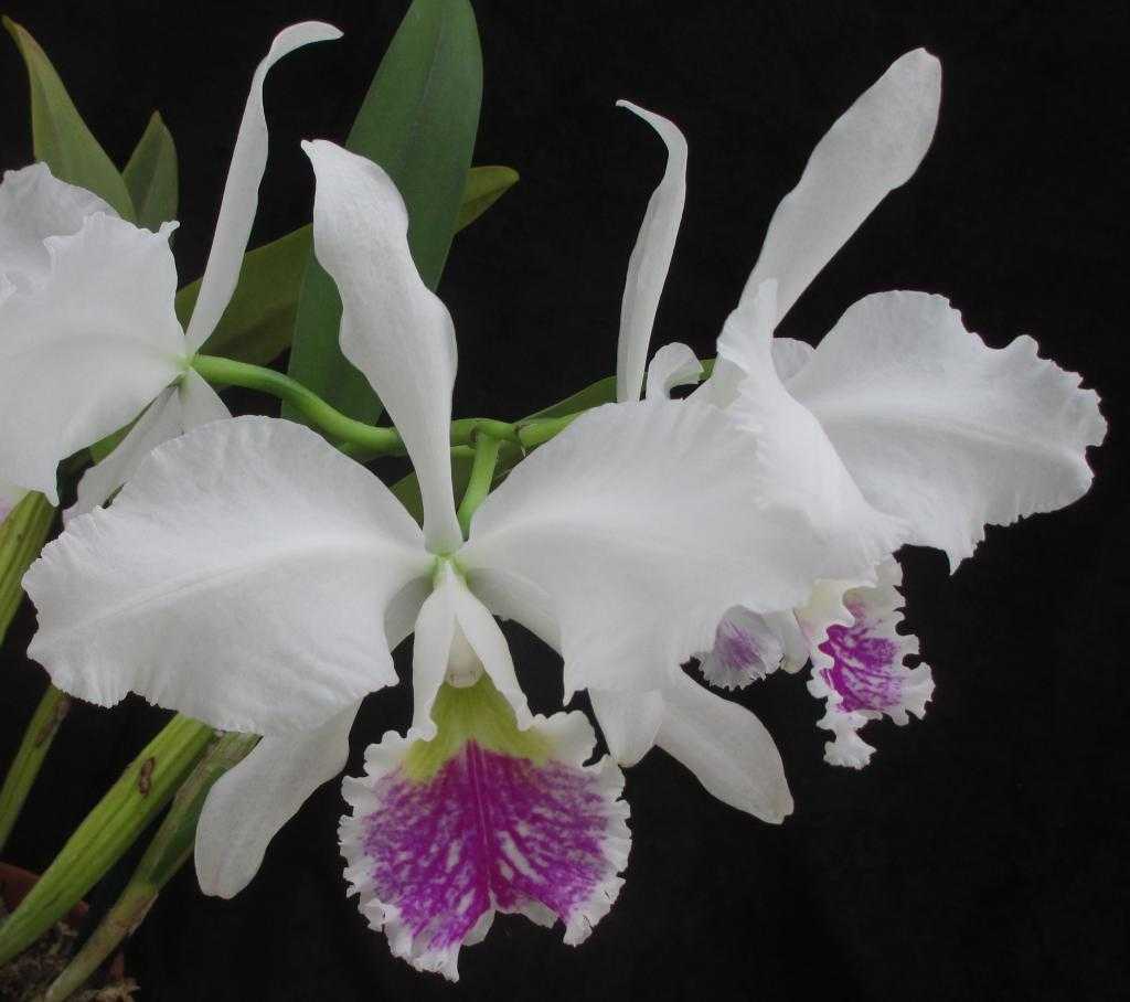 Цветки орхидеи крупным планом