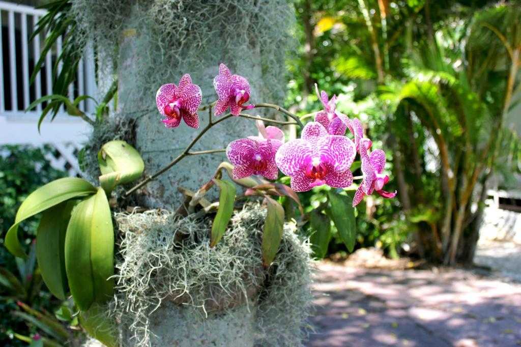 Орхидея плетется по дереву