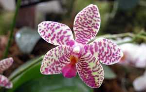 Тигровая орхидея: описание, особенности выращивания в домашних условиях