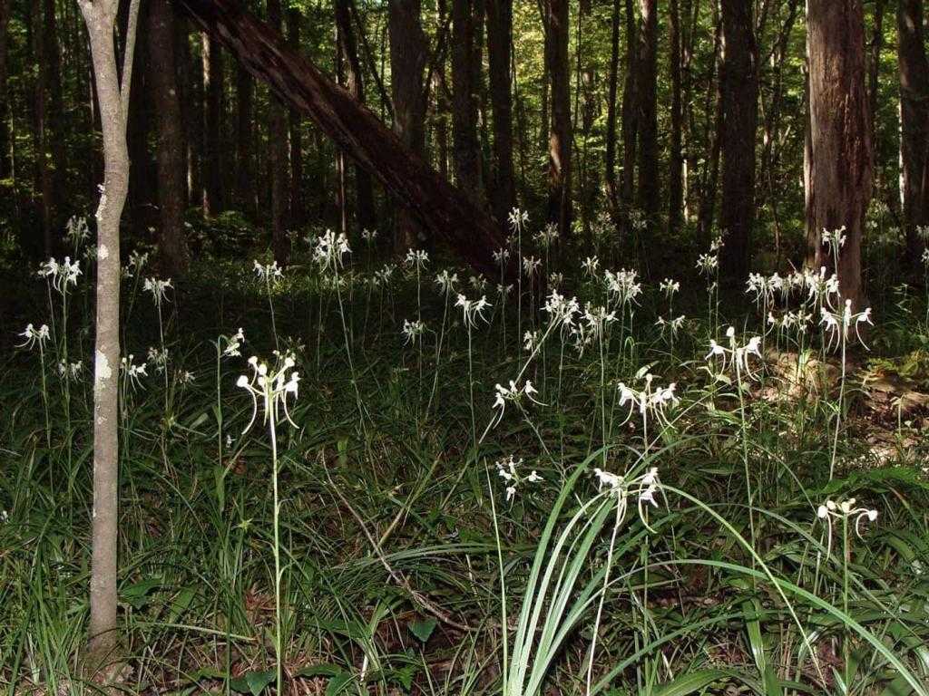 Орхидеи в лесу
