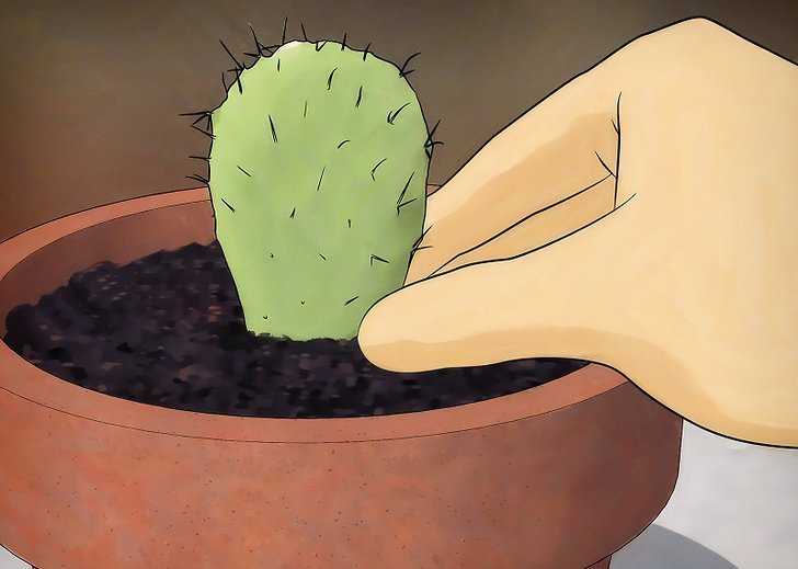 как рассадить кактус без корней