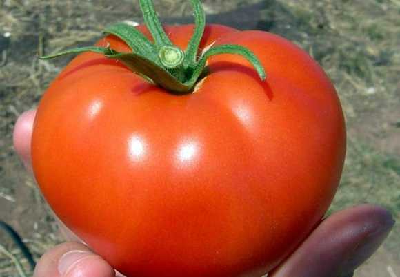 томат настена