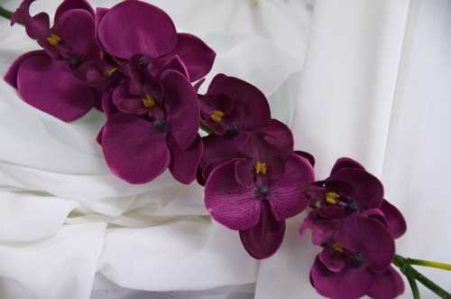 Бордовая орхидея фаленопсис