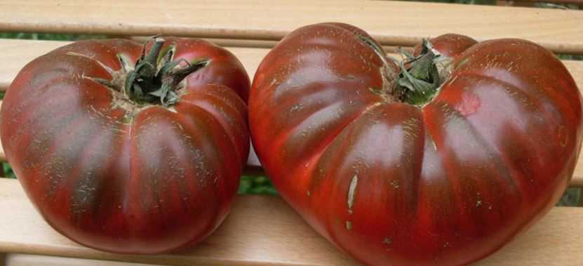 томат черный барон урожайность