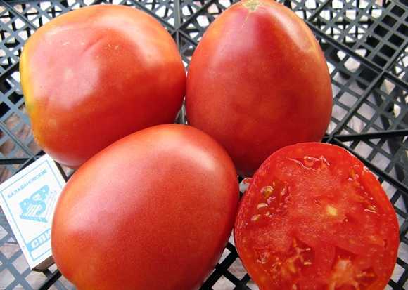 томат настена характеристика