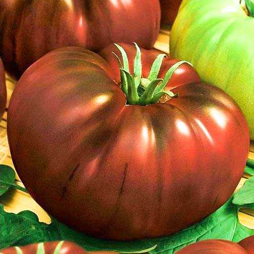 томат черный барон выращивание в теплице