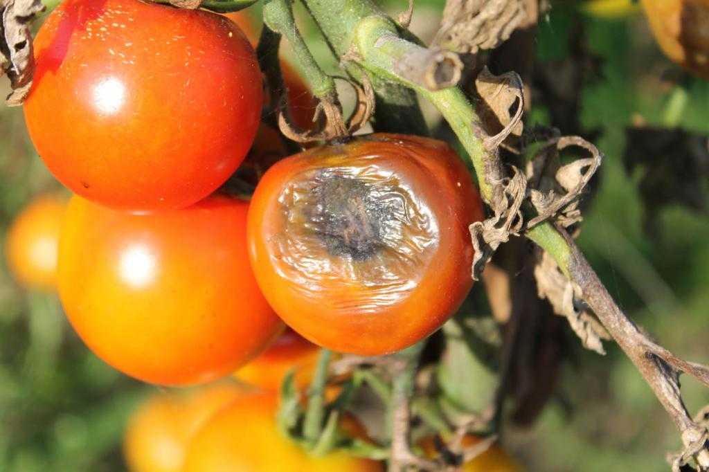 болезни томатов