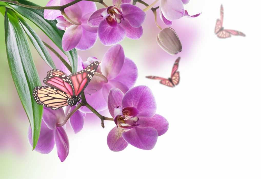 Орхидея фаленопсис Бабочка