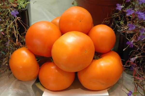 томат оранж описание сорта