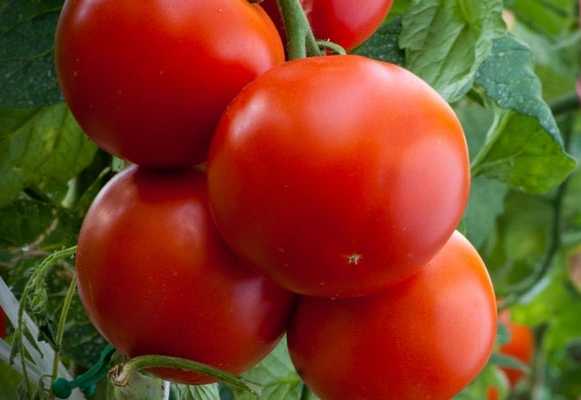 томаты настена фото