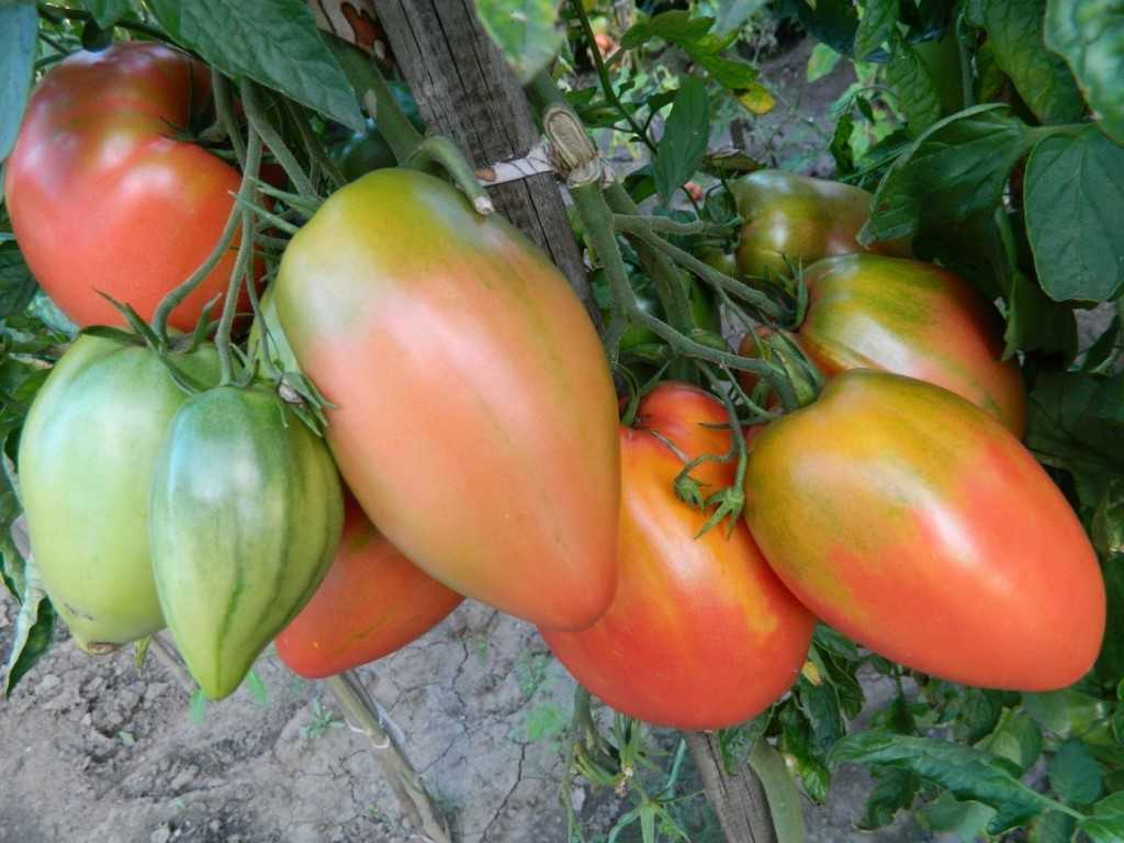 томаты Подсинское чудо