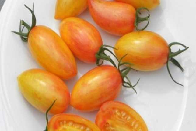 ранние сорта томатов для открытого грунта