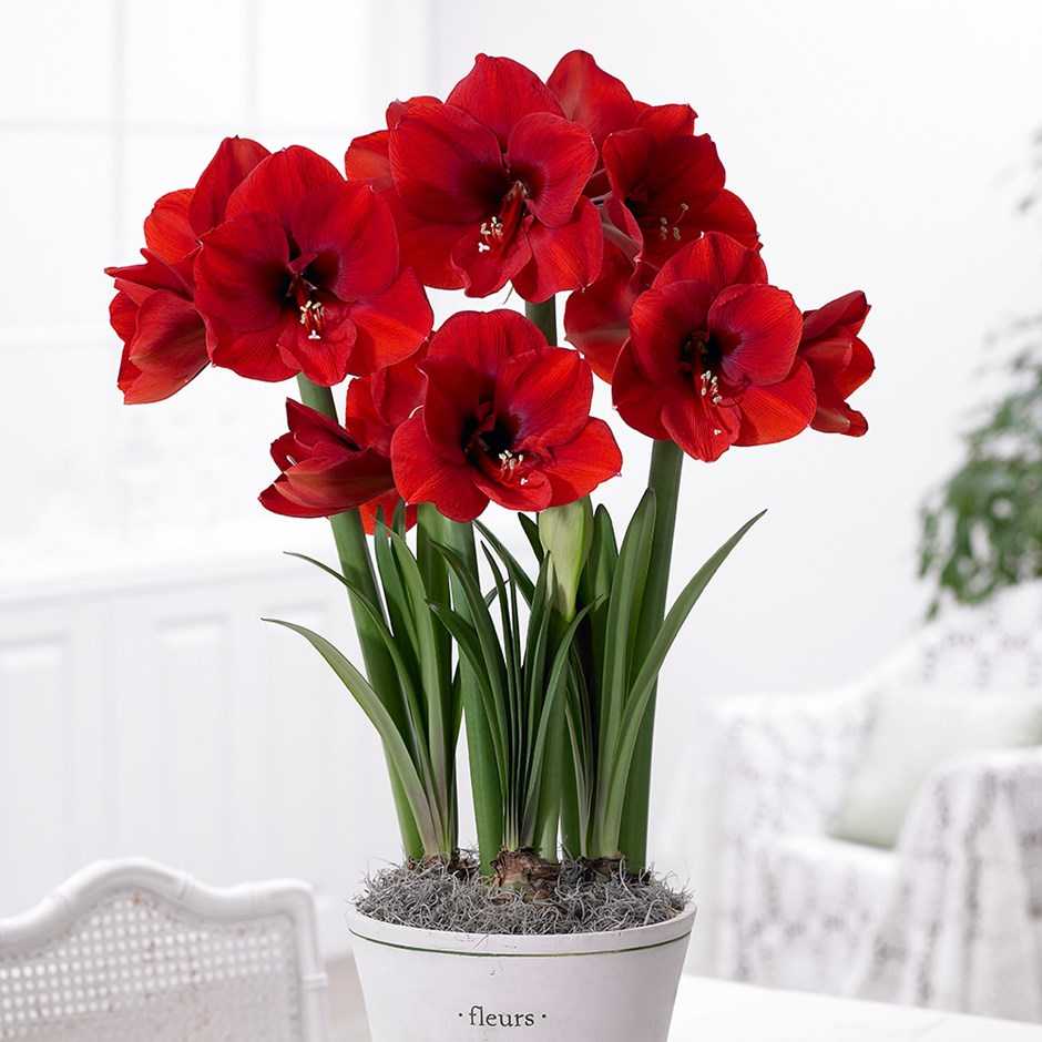 домашний цветок с красными цветами