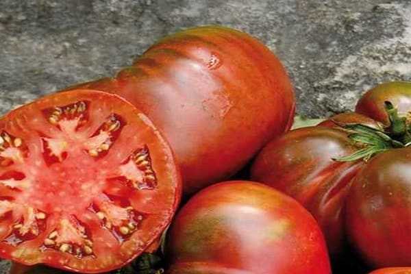 томаты черномор характеристика