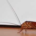 Борная кислота и желток от тараканов: пропорции, рецепт, правила использования