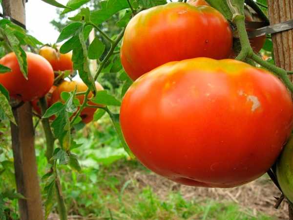 томат сибирский гигант характеристика