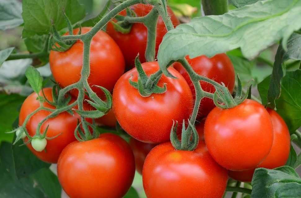 помидоры джина