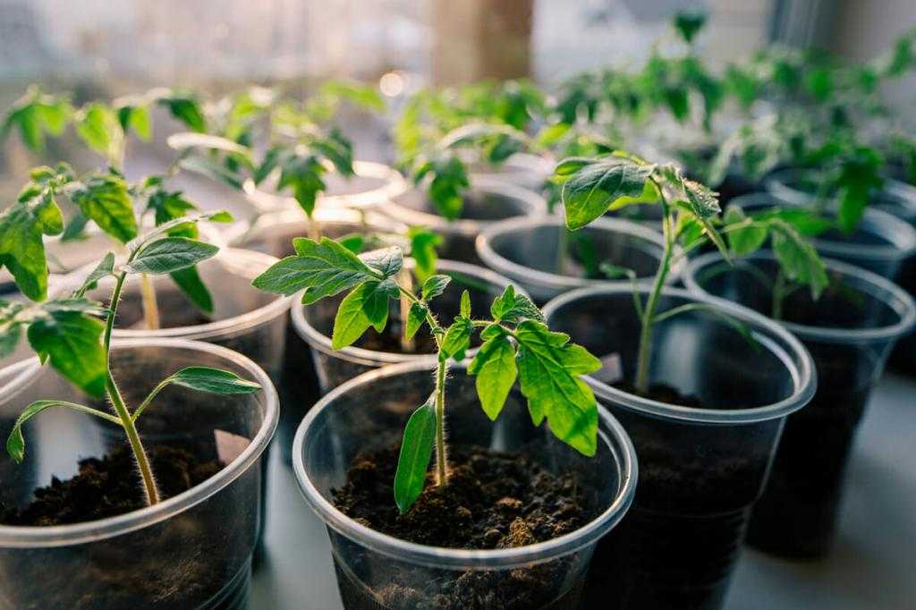 китайский способ выращивания рассады томатов