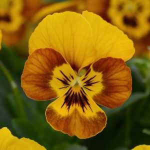 Фиалка: приметы и суеверия, значение цветка, можно ли выращивать фиалки дома