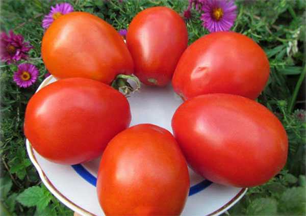 сорта томатов для подмосковья для открытого грунта