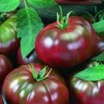 Сорт томата "Зефир в шоколаде": отзывы, описание, достоинства и недостатки, выращивание