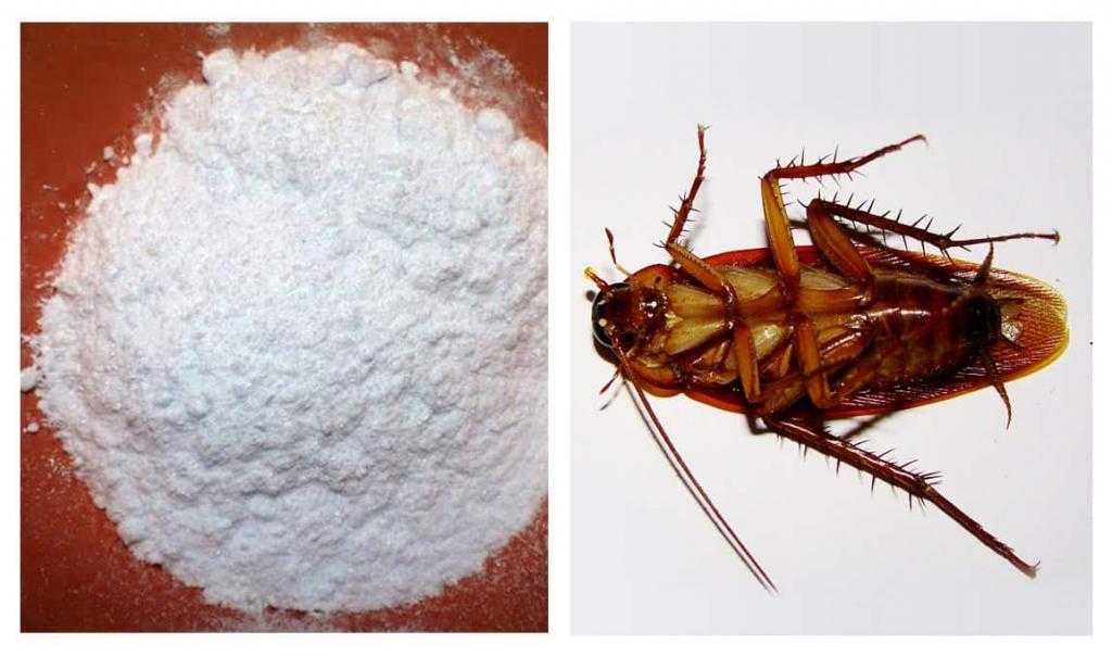 как избавиться от тараканов в доме