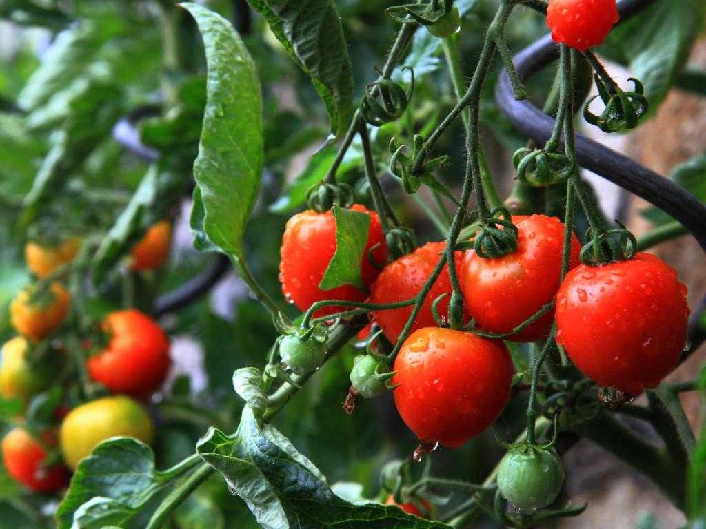 сорта томатов для сибири