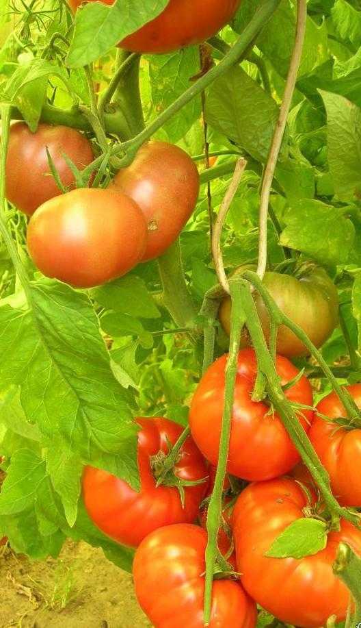 томат сибирский гигант описание сорта