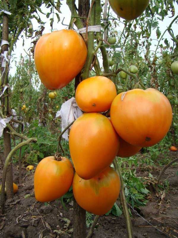 лучшие сорта томатов для теплицы в подмосковье