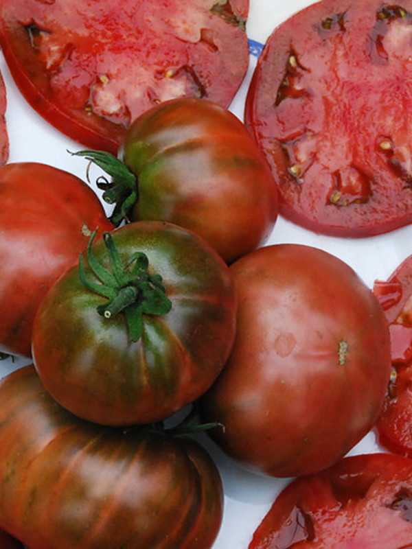 томаты черномор фото