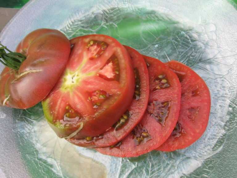 семена томатов самара