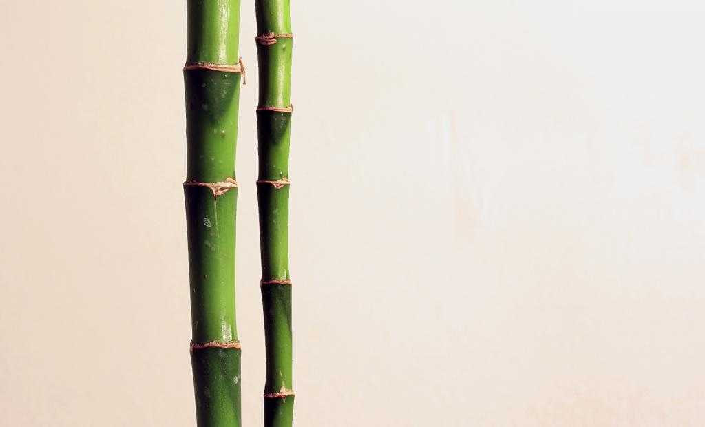выращивание комнатного бамбука