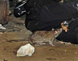Дератизация крыс. Методы эффективной борьбы с крысами